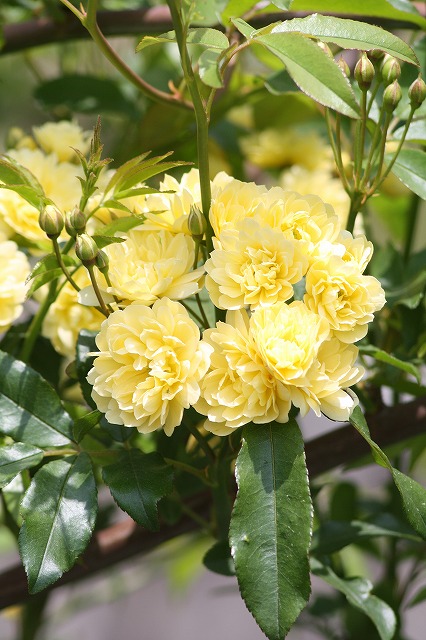 薔薇　その５