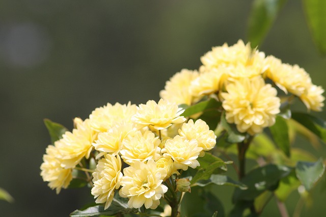 薔薇　その５
