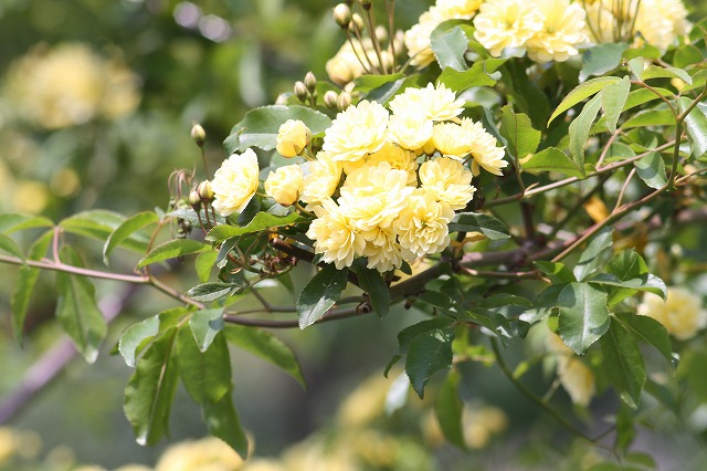 薔薇　その５