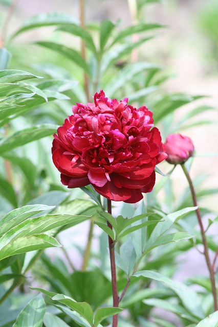芍薬