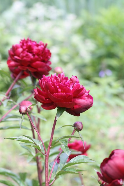 芍薬