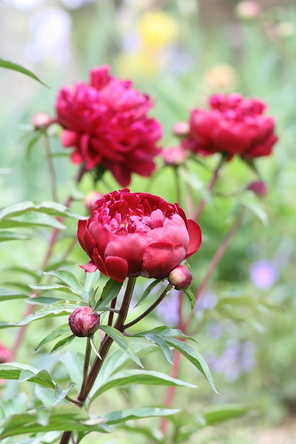 芍薬