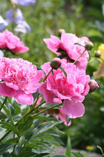 芍薬　その４