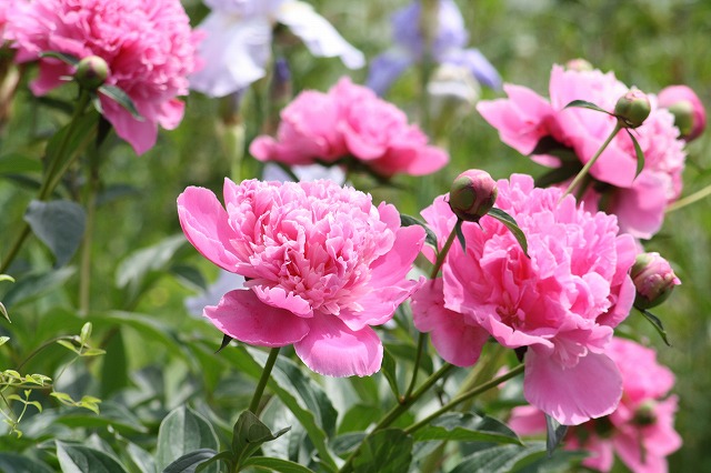 芍薬　その４