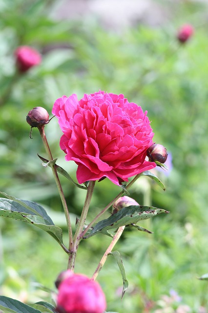 芍薬　その４