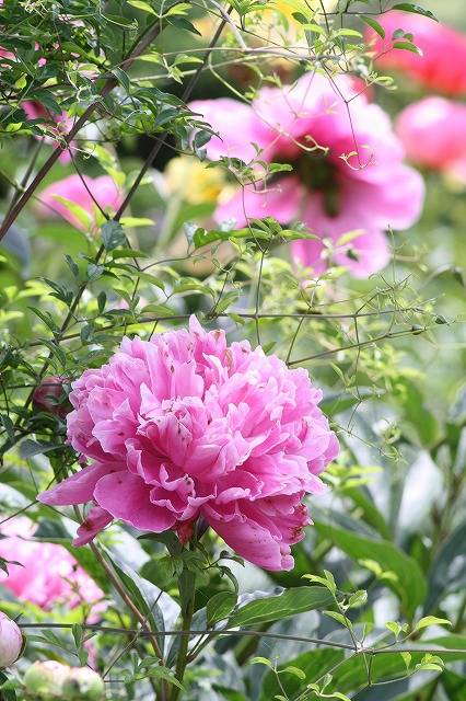 芍薬　その４