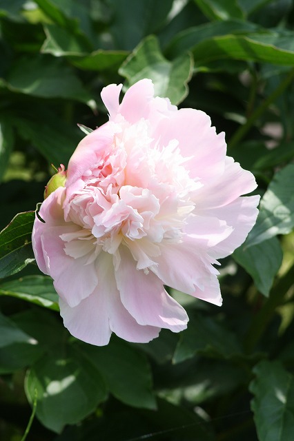 芍薬　その５