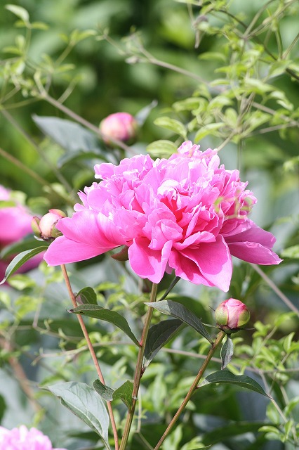 芍薬　その５