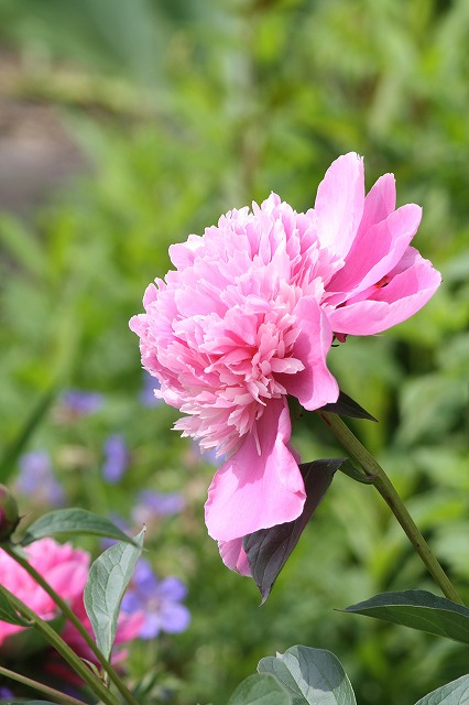 芍薬　その５