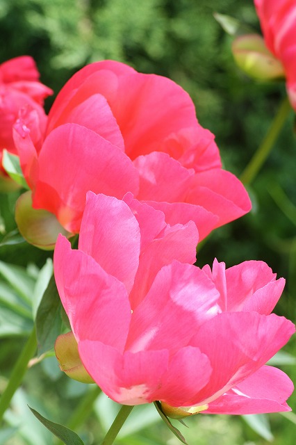 芍薬　その５