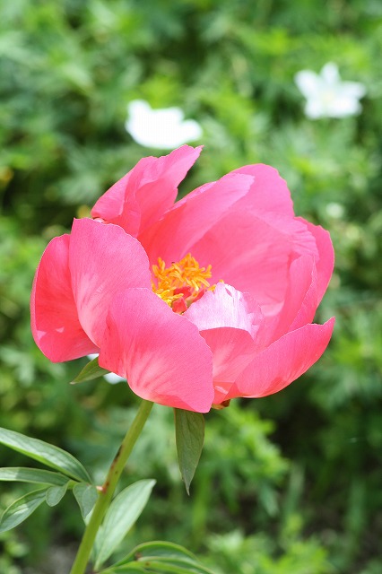 芍薬　その６