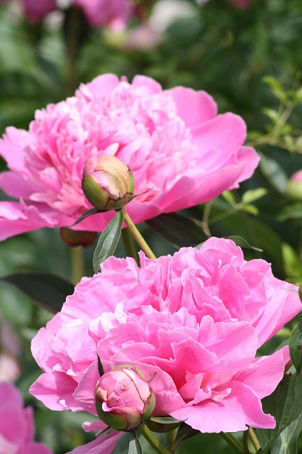 芍薬　その６