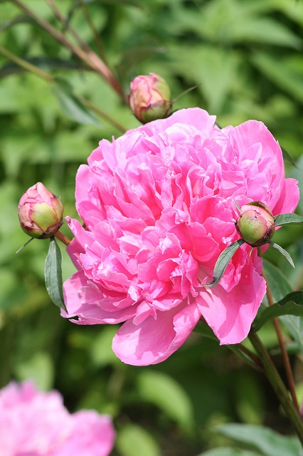 芍薬　その６