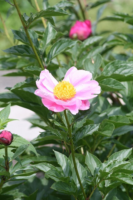 芍薬　その６