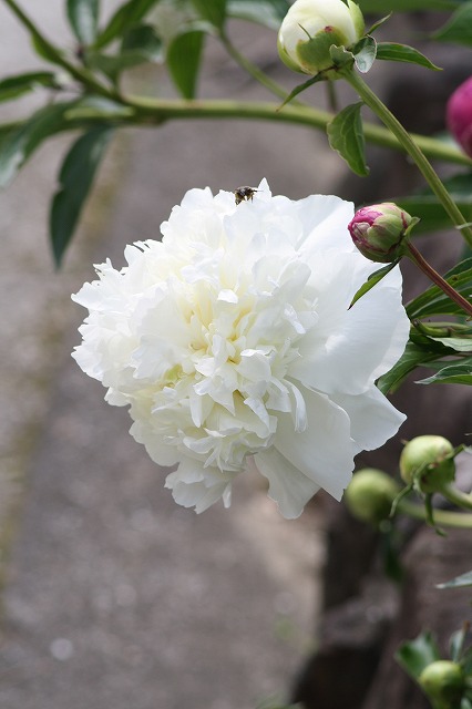 芍薬　その８