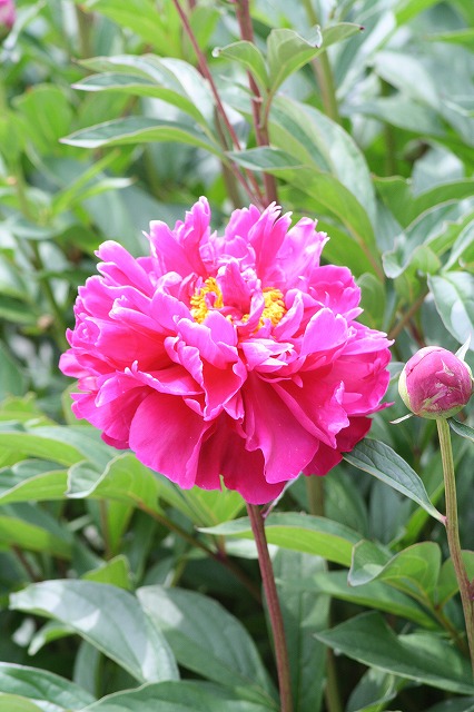 芍薬　その８