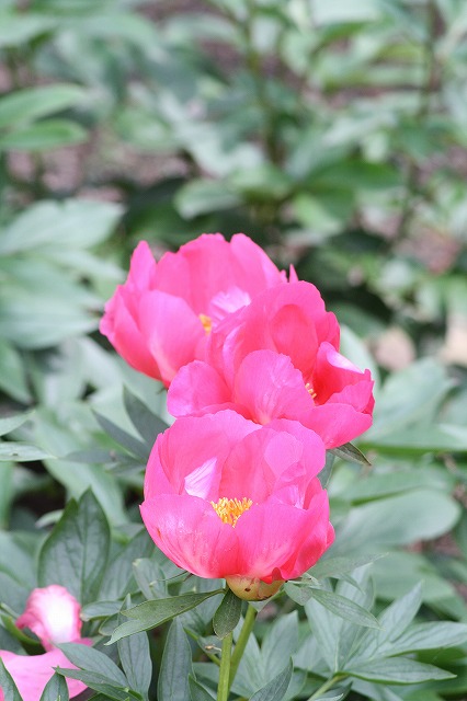 芍薬　その８