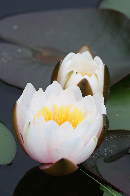 睡蓮　その２