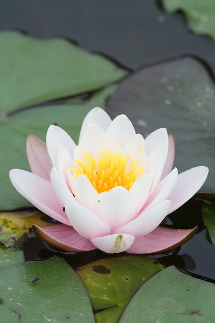 睡蓮　その２
