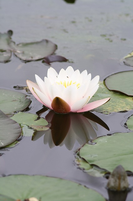 睡蓮　その３