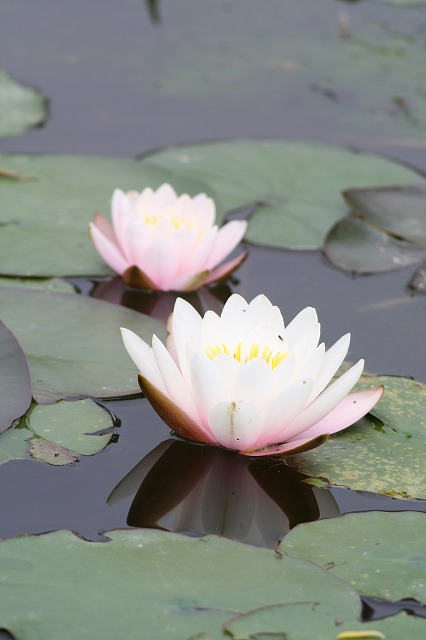 睡蓮　その３