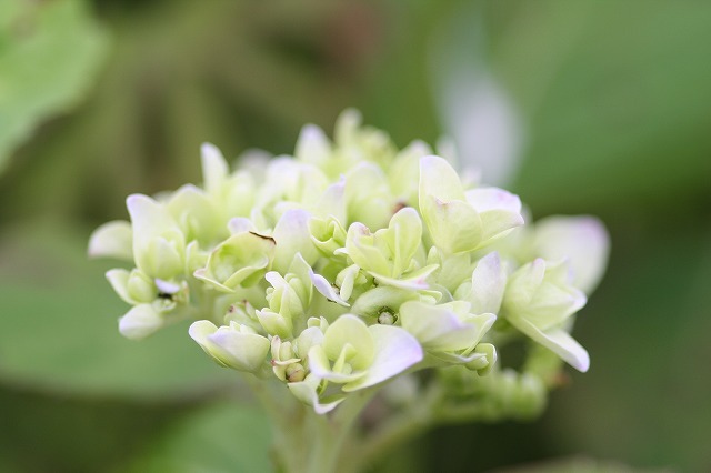 紫陽花