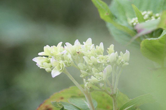 紫陽花