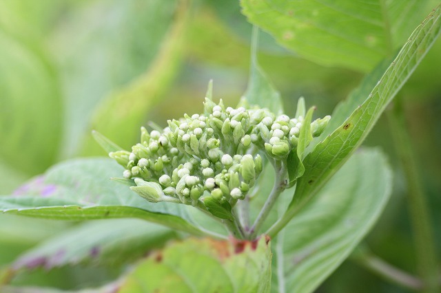 紫陽花