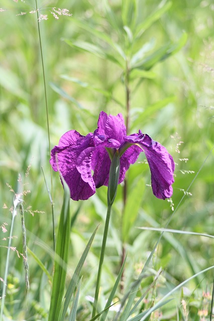 花菖蒲　その２