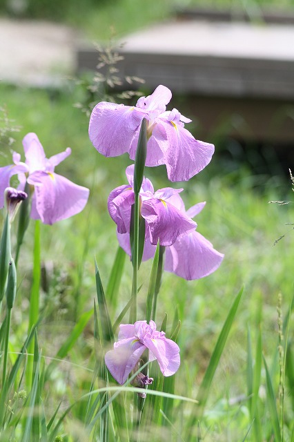 花菖蒲　その２