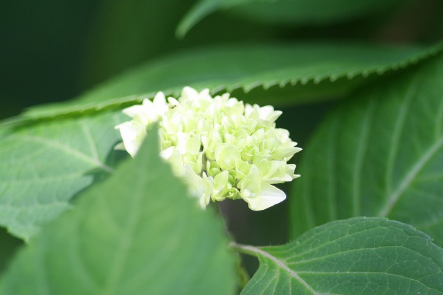 紫陽花