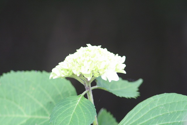 紫陽花