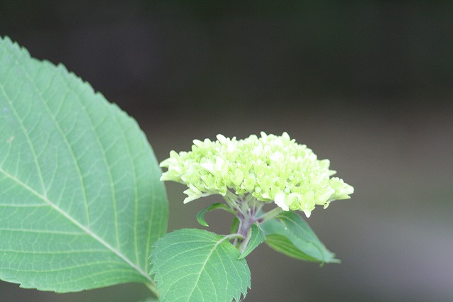 紫陽花