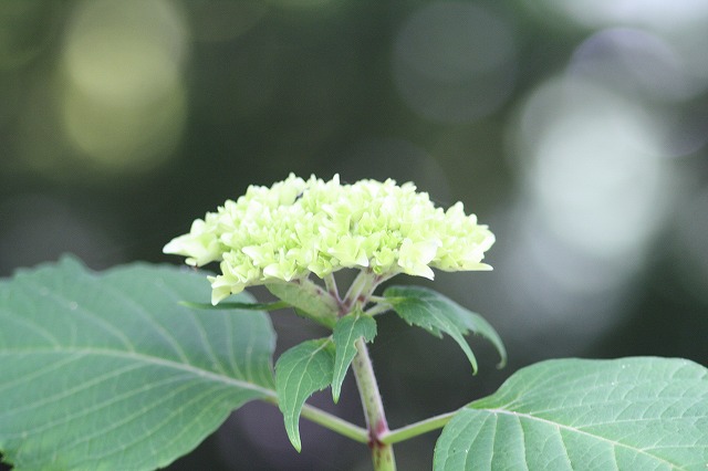 紫陽花　その２