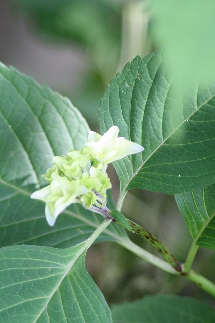 紫陽花　その２