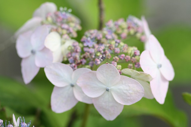 紫陽花　その２