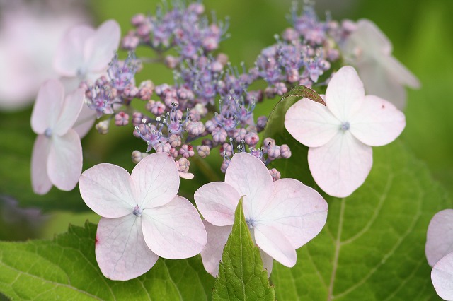 紫陽花　その２