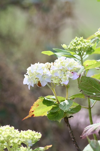 紫陽花　その７