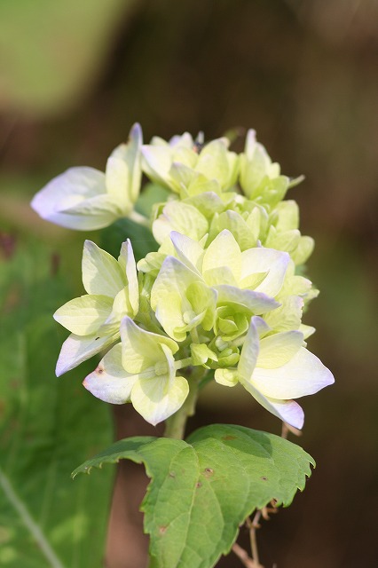 紫陽花　その７