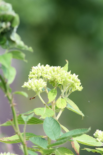 紫陽花　その７