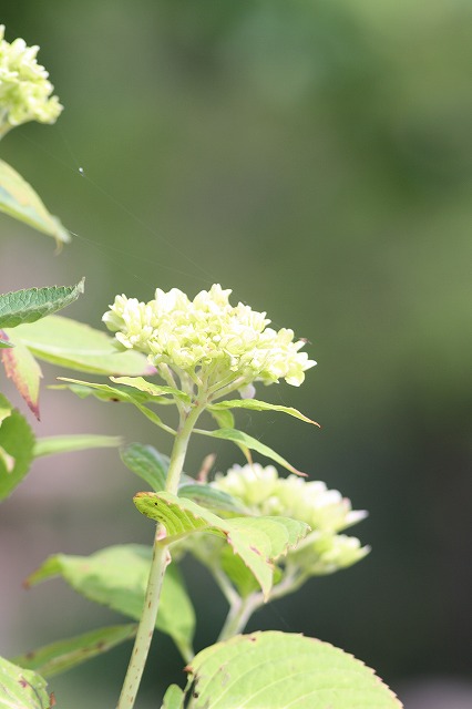 紫陽花　その８