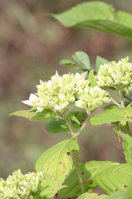紫陽花　その８
