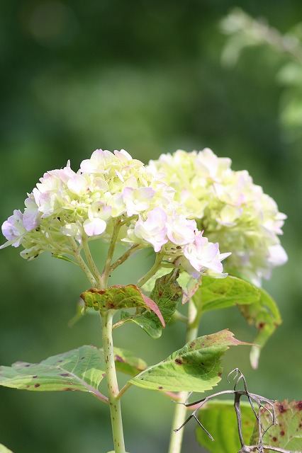 紫陽花　その８