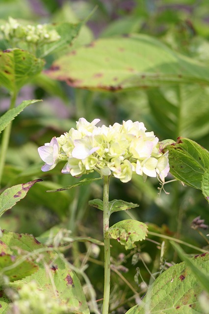 紫陽花　その８