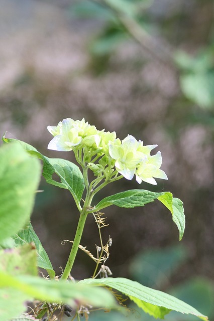 紫陽花　その８