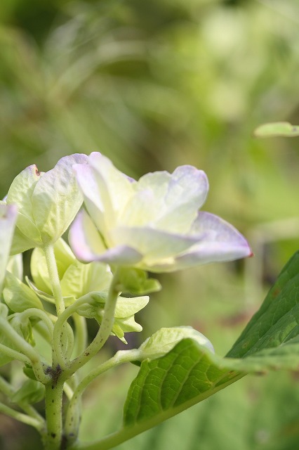 紫陽花　その８