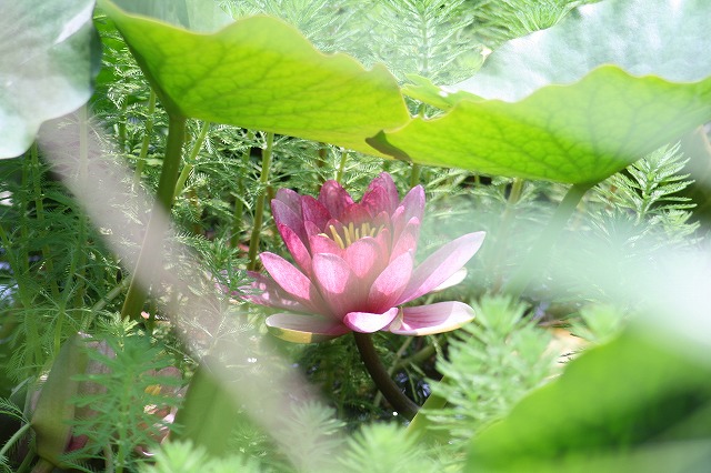 睡蓮