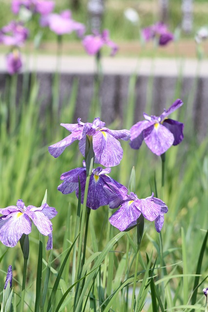 花菖蒲　その５