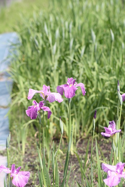 花菖蒲　その５
