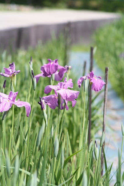 花菖蒲　その５